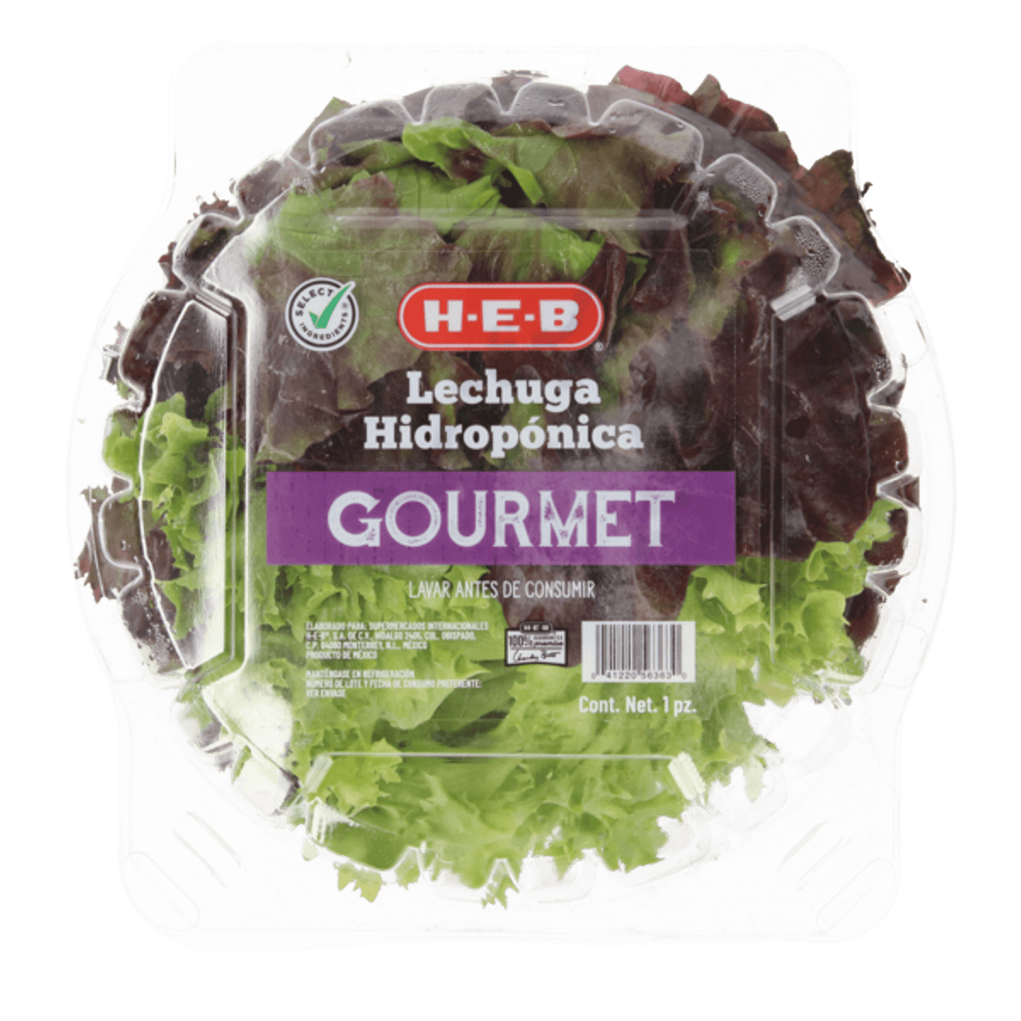 Lechuga Gourmet Hidropónica 1 Cmt